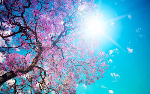 A tree with vibrant pink blossoms stands against a bright blue sky. The sun shines brightly, creating a lively and colorful scene. Wispy clouds are scattered across the sky, enhancing the beauty of the spring day. Waterproofing Company | Basement Leak Repair | City Wide Group | Professional waterproofing company and basement leak repair in Toronto since 1961. | https://www.citywidegroup.com | +1 416-283-5500