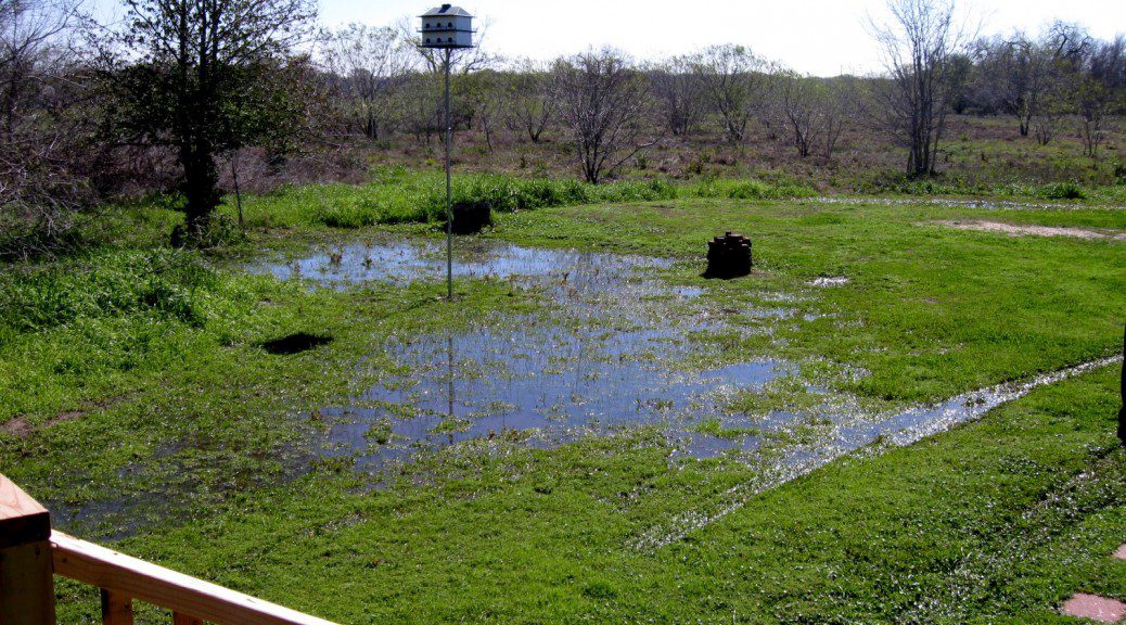 A grassy yard with a flooded area reflecting sunlight. There is a wooden birdhouse mounted on a tall pole in the background, surrounded by trees and shrubs. Two small stumps are visible near the water. Waterproofing Company | Basement Leak Repair | City Wide Group | Professional waterproofing company and basement leak repair in Toronto since 1961. | https://www.citywidegroup.com | +1 416-283-5500