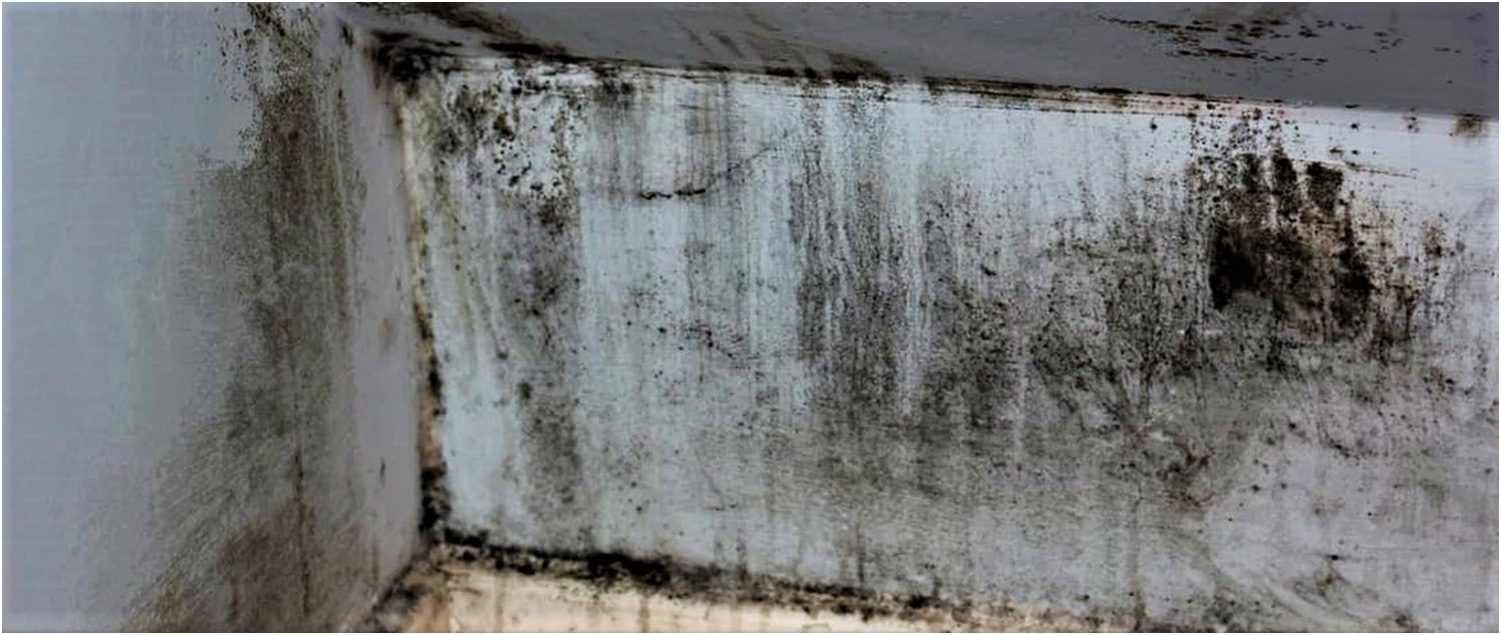 A close-up of a wall with extensive mold growth. The wall and ceiling corner show dark, textured mold spreading in irregular patterns, indicating potential moisture issues. The surface appears damp and neglected. Waterproofing Company | Basement Leak Repair | City Wide Group | Professional waterproofing company and basement leak repair in Toronto since 1961. | https://www.citywidegroup.com | +1 416-283-5500