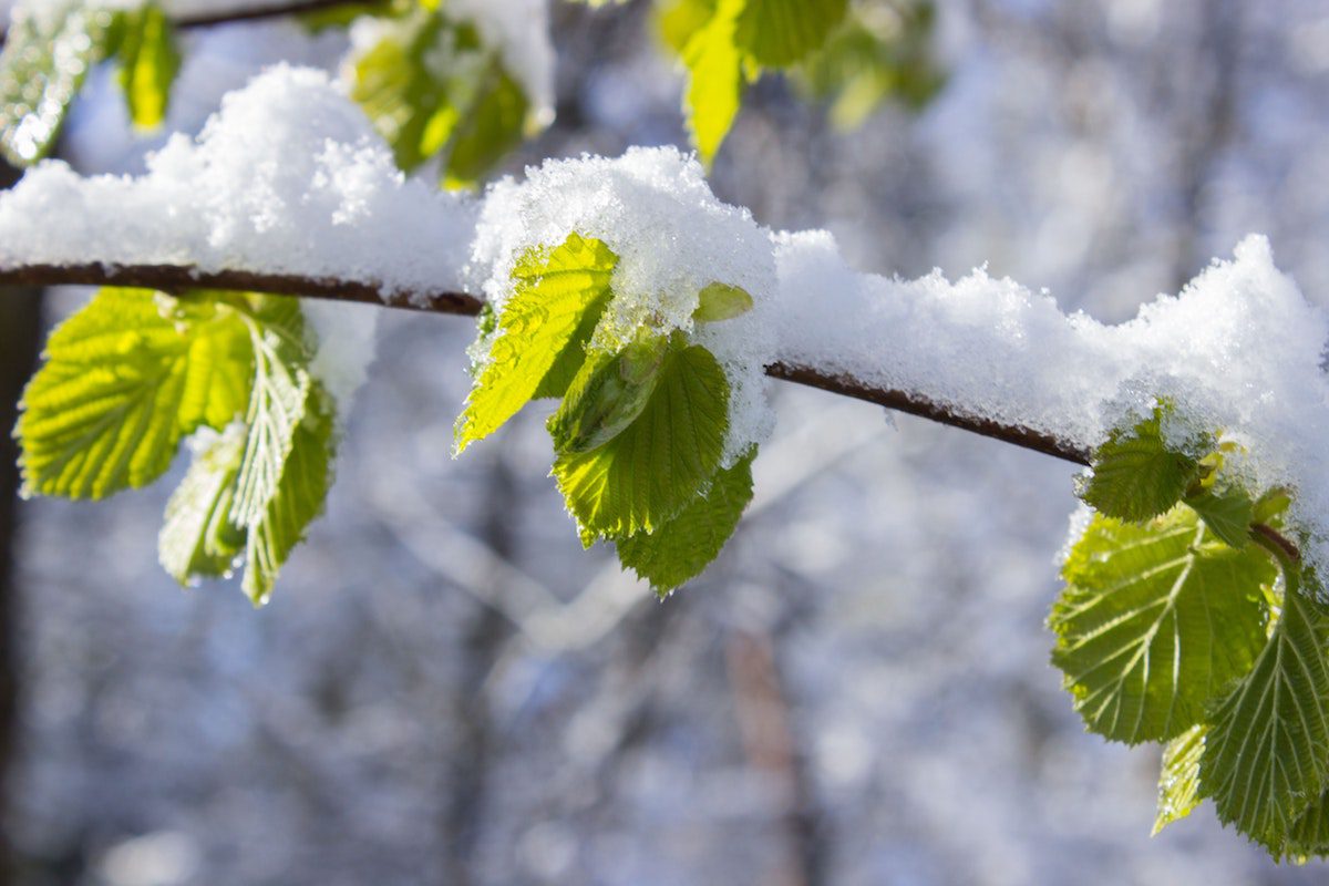 Close-up of a branch with green leaves cloaked in fresh snow, offering a serene winter scene. The softly blurred background reveals more snow-dusted branches, hinting at springs arrival—a scene worthy of making headlines in the City Wide Group newsletter. Waterproofing Company | Basement Leak Repair | City Wide Group | Professional waterproofing company and basement leak repair in Toronto since 1961. | https://www.citywidegroup.com | +1 416-283-5500