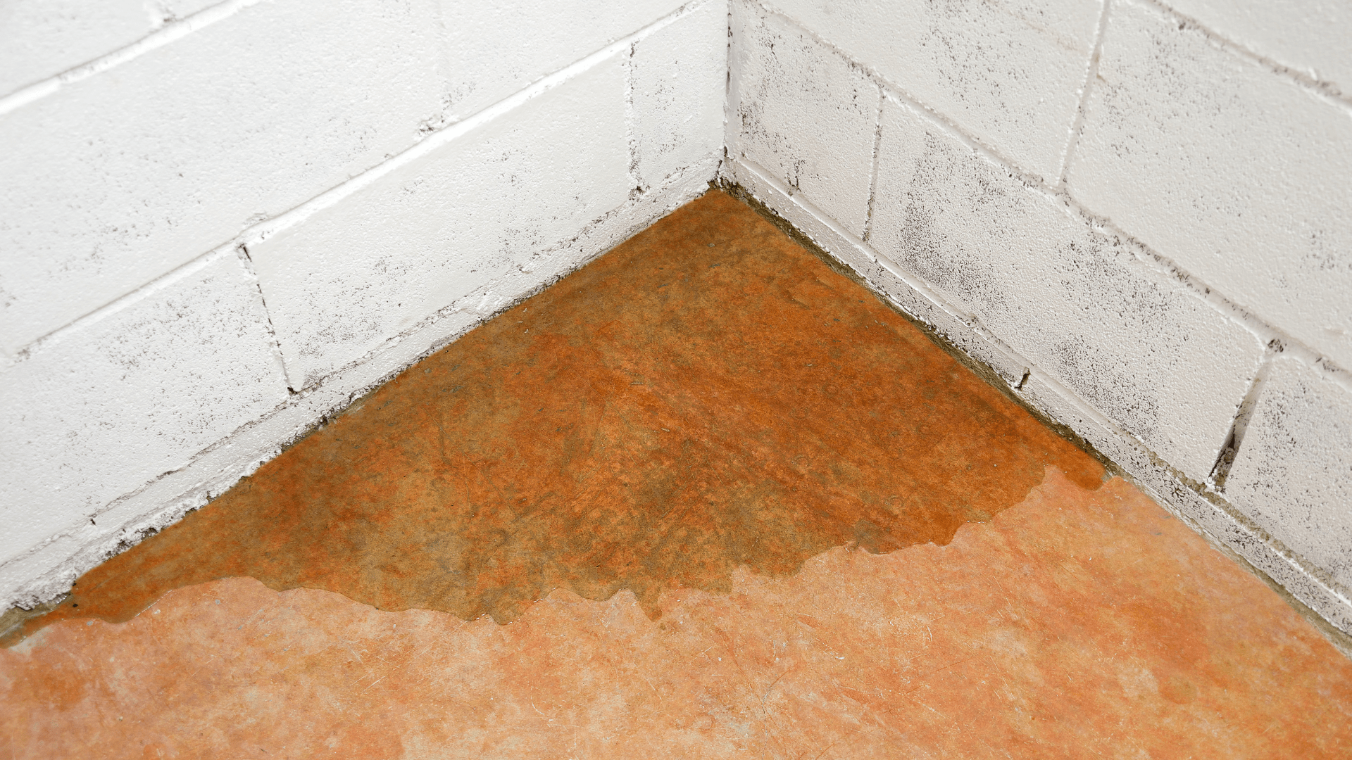 Water pooling on the floor in the corner of a basement with white painted concrete walls, showing signs of moisture and possible mold. Waterproofing Company | Basement Leak Repair | City Wide Group | Professional waterproofing company and basement leak repair in Toronto since 1961. | https://www.citywidegroup.com | +1 416-283-5500